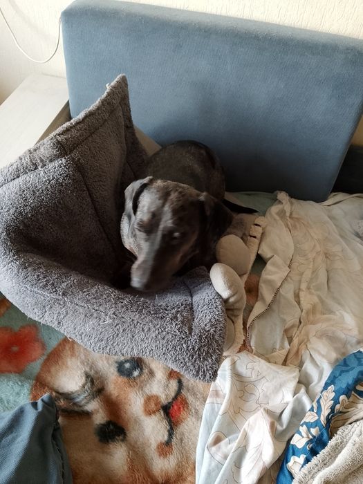 Ищем мальчика мини таксы для вязки