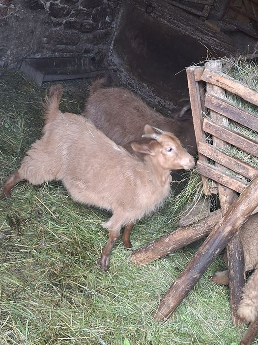 Vand o capră cu 3 iezi