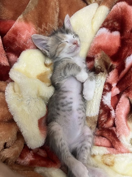 Котенок в добрые руки