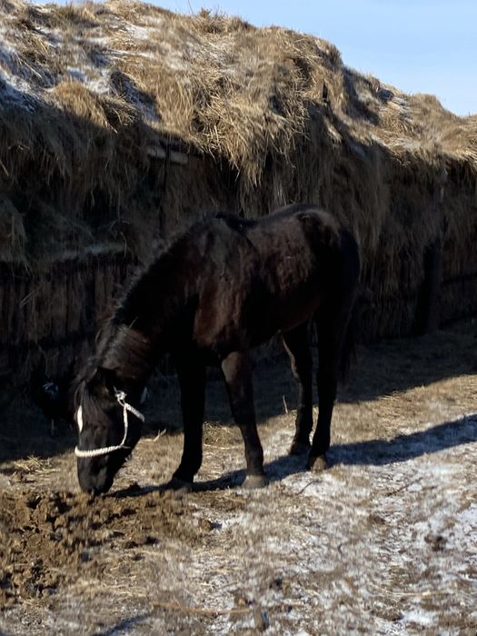 Продам жеребца 4года