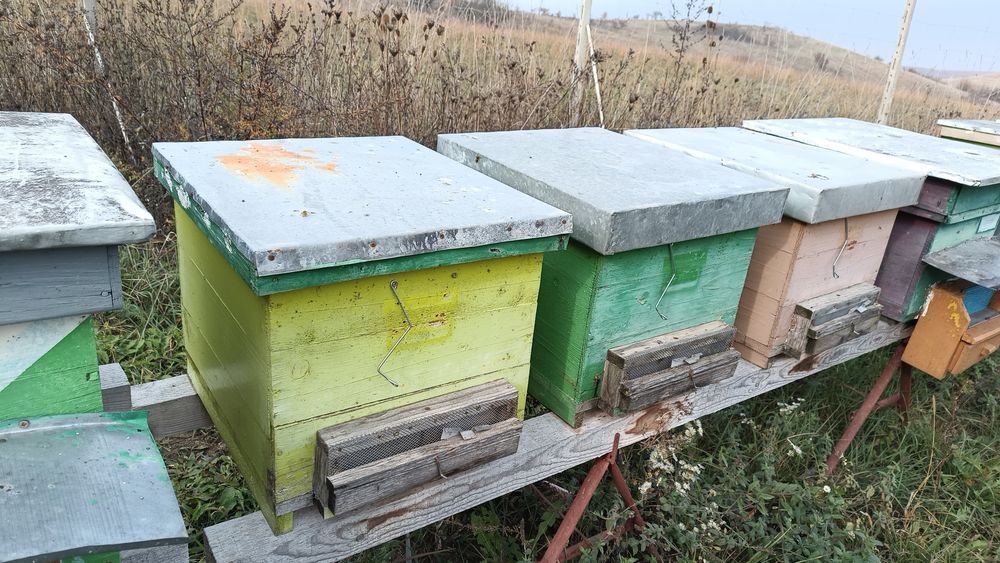 Vând lazi albine 10rame