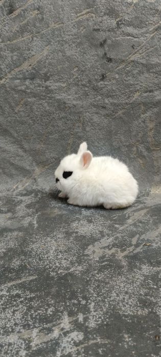 Дикаративный карликовый кролики