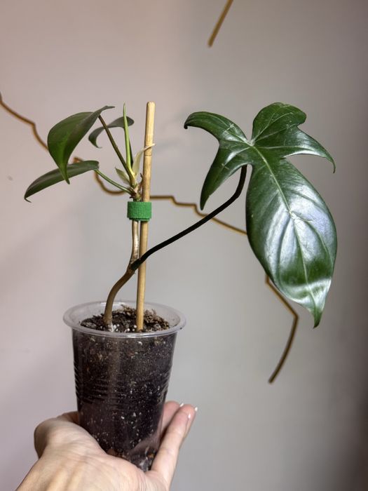 Продам комнатные цветы