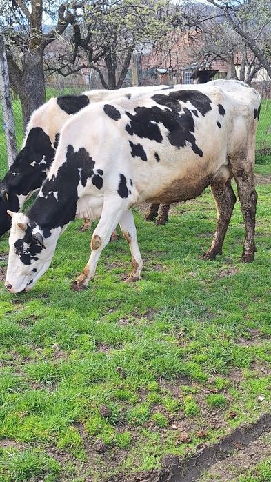 Vând două vaci holstaien