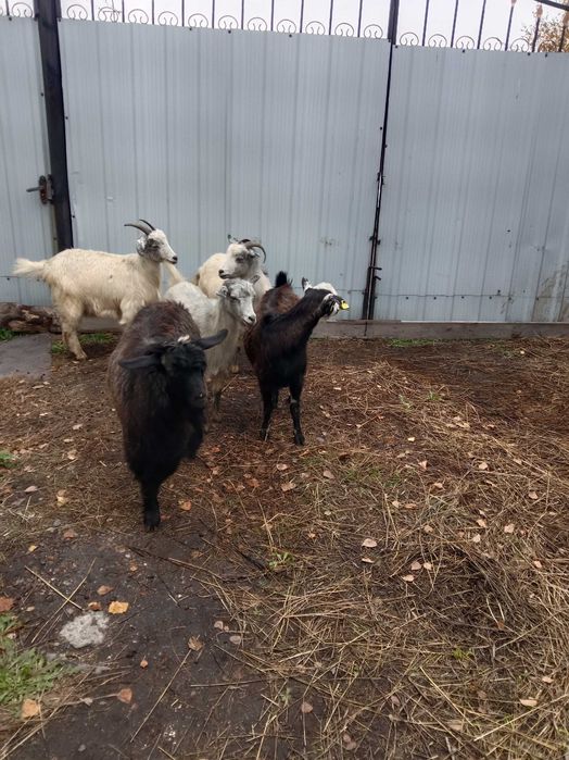 Продам 4 козы и козла