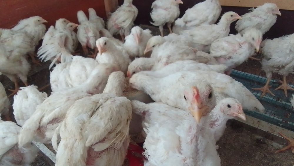 Продам цыплят бройлеров