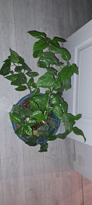 Гибискус китайская роза