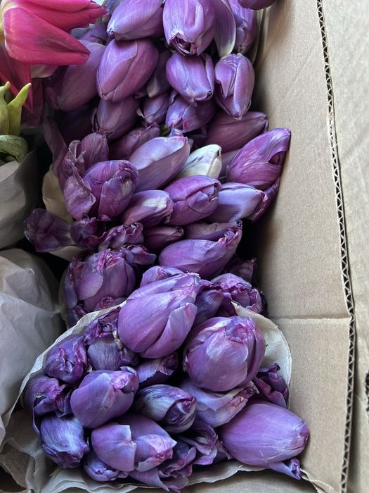 Тюлпаны 1000 тг ден бар