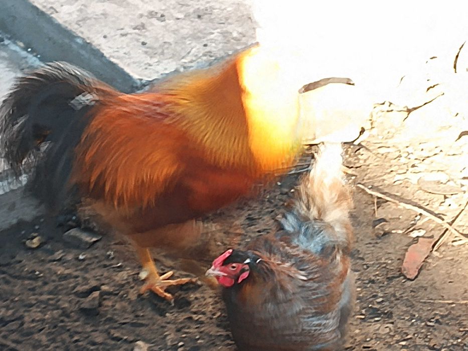 Cocosi Jersey și new hamshire