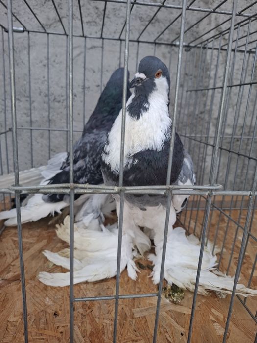 Vând 7 porumbei  gusati  de pomerania  vaccinați  și deparazitați