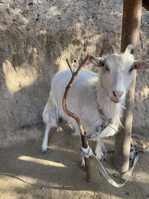 Козы зааненские.