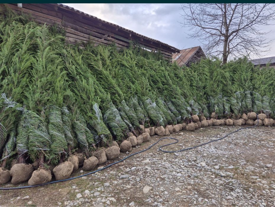 Leylandii gard viu vesnic verde 1m - 4m