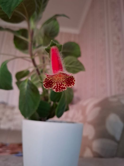 Укорененные черенки колерии