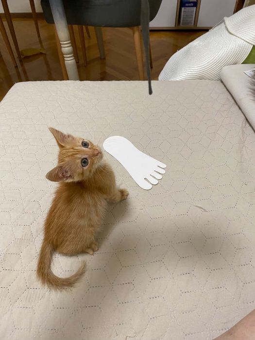 Подарявам мъжко коте