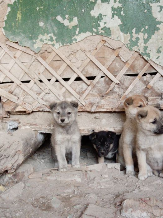 Срочно ищут дом! SOS!!!