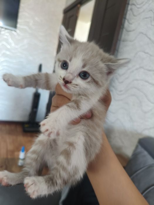 Котенки в добрые руки