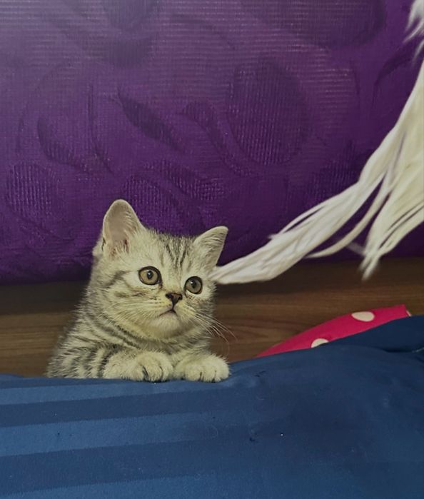 Продам шотладских котят