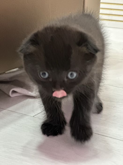 Котенки,вислаухи