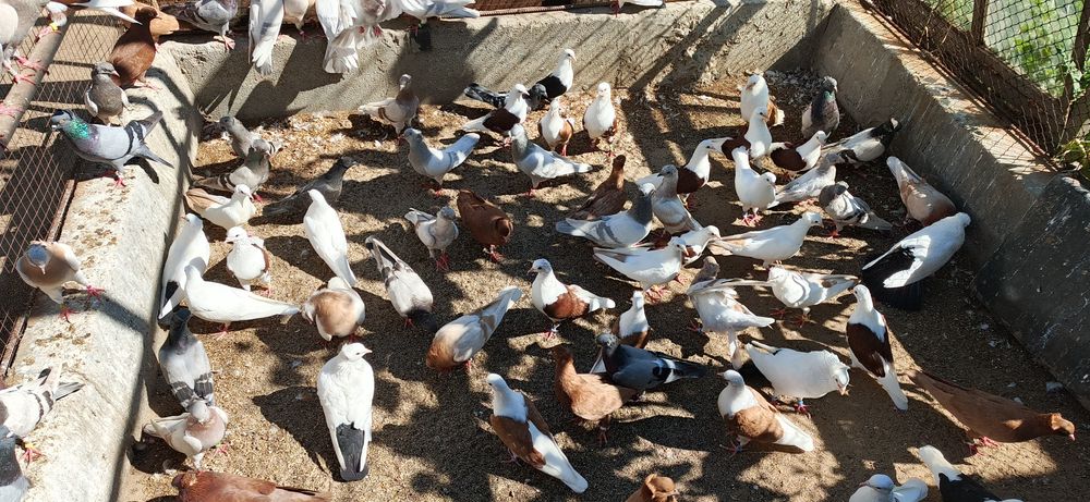 Бакинские голуби