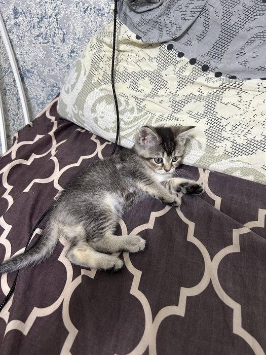Продам котят вислоухих