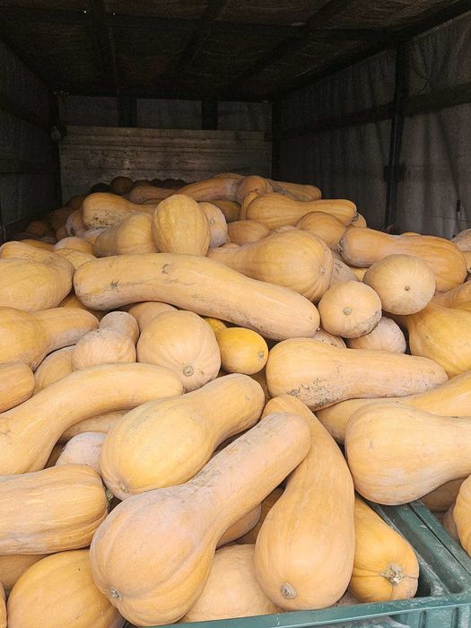 Тиква мускатна виола (цигулка)