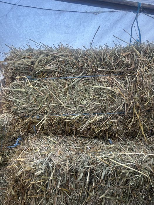 Vand baloti de lucerna , miriste si coceni