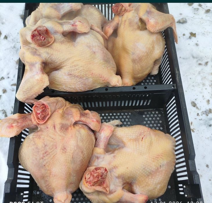 Бройлер мясо птицы