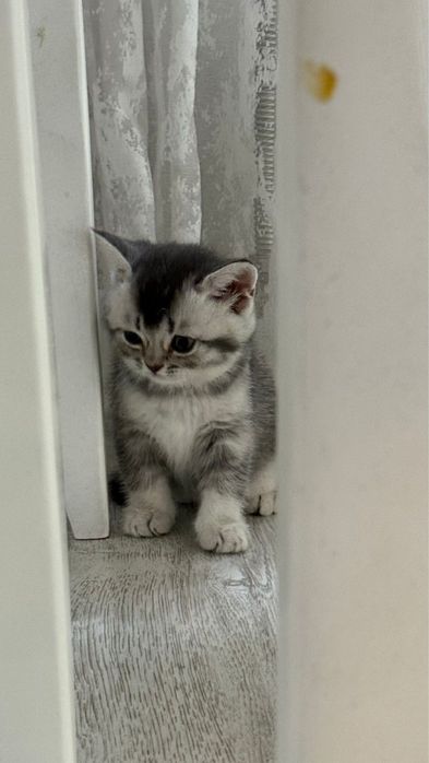 Продается Котенок породы шотладская прямоухая