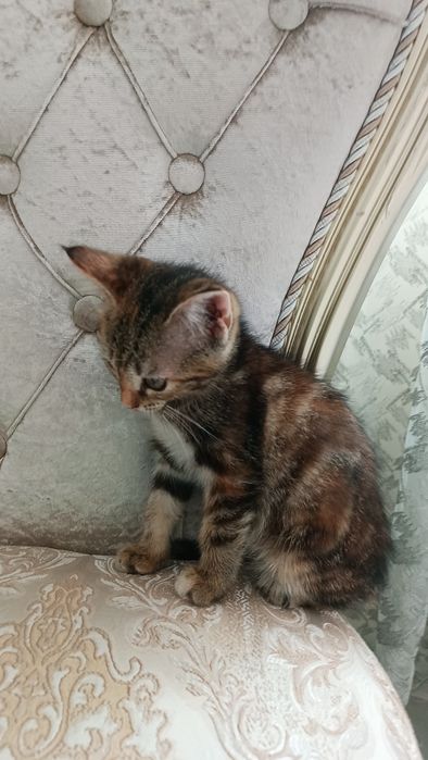 Котенок отдадим в добрым рукам