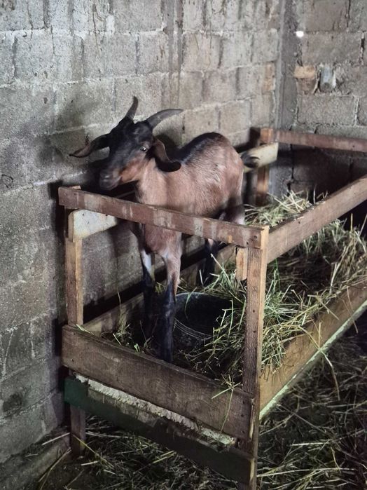 Schimb cu oaie sau berbec Ieduta metis de anglonubian cu alpina franceză