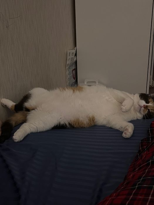 срочно отдам кошку