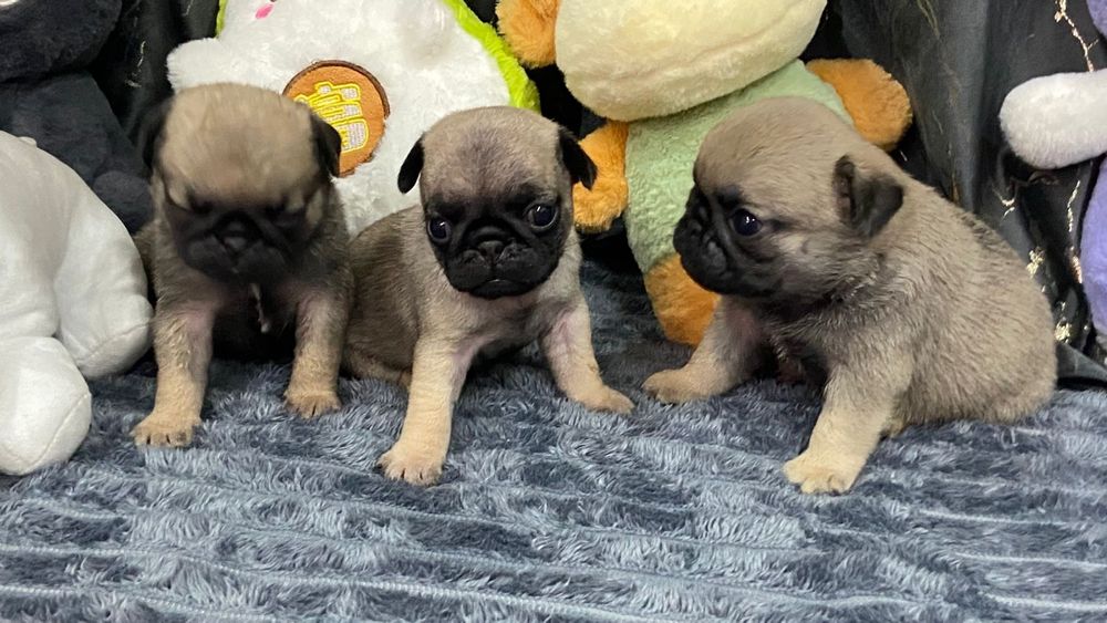 Очаровательные щенки мопса.