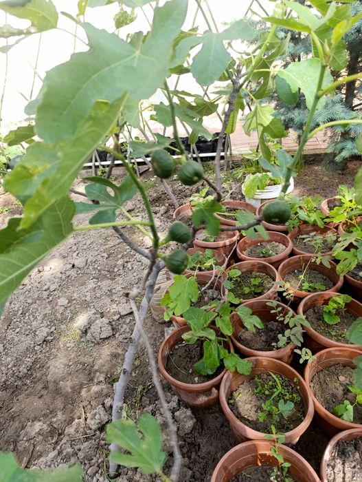 Анжир кучат инжир.. 50минг с