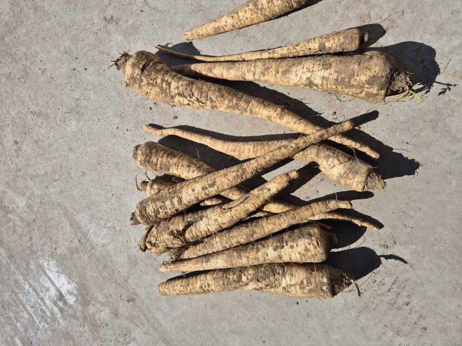 Patrunjel si pastarnac