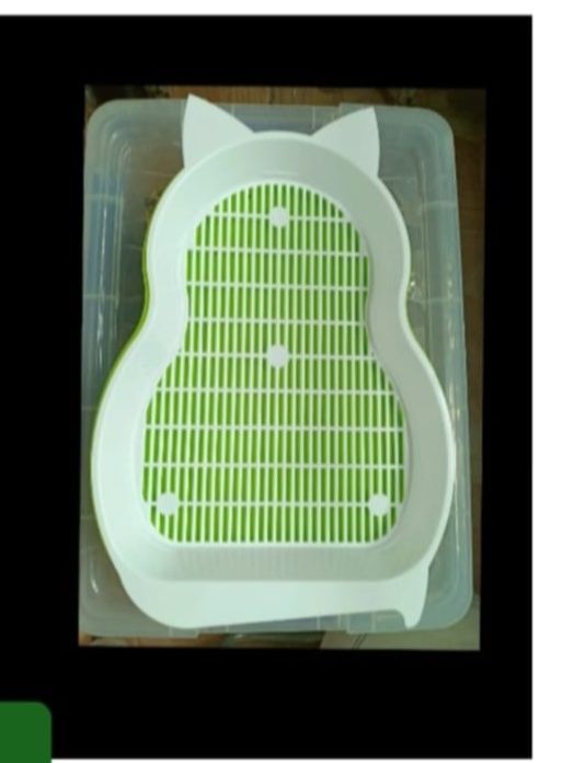 Шотландский вислоухий  шиншилла