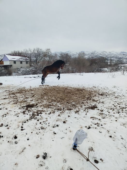 Жақсы айғыр сатылады