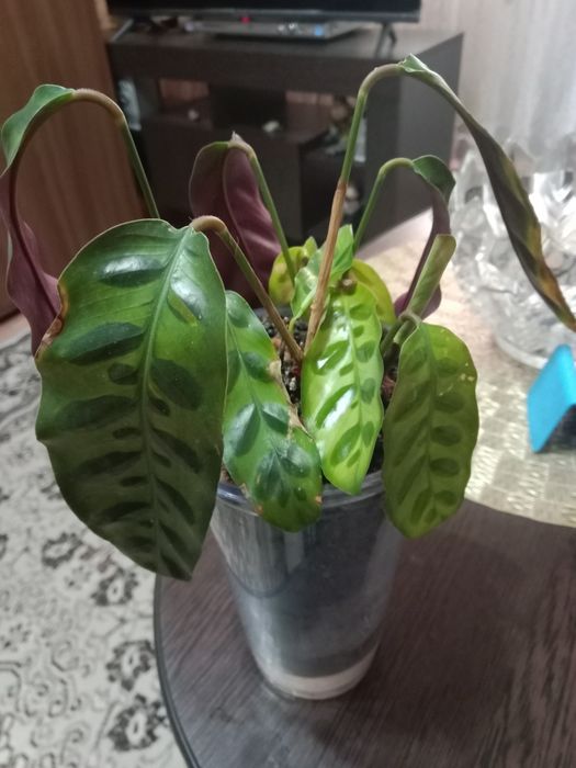Калатея Лансифолия