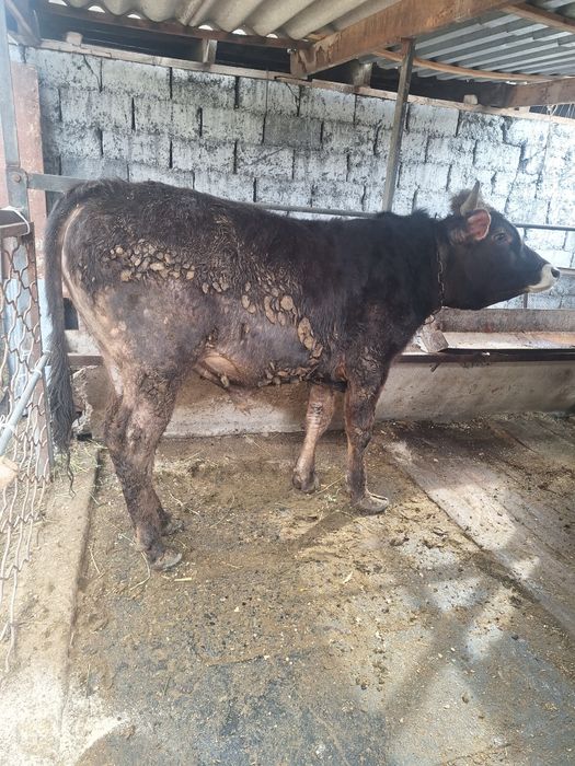 Продам алатауского бычка