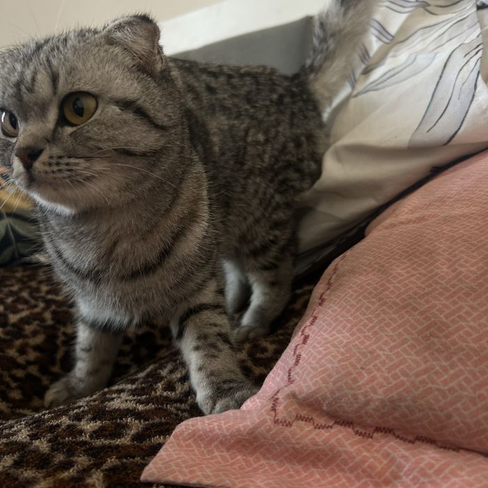 Шадтланская вислаухая