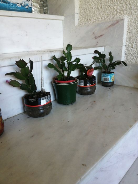 Дървото на живота - Гледано в домашни условия.