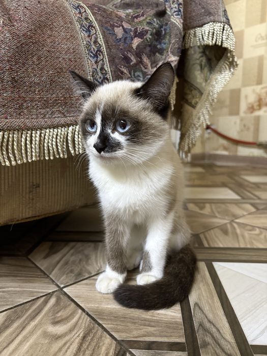 Отдам котёнка бесплатно