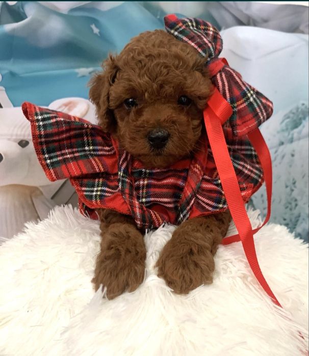 Пудел той Poodle toy Тийкъп с родословие