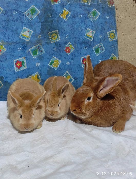 Бургундские кролики от европейских производителей. Куён /Қуён / Quyon