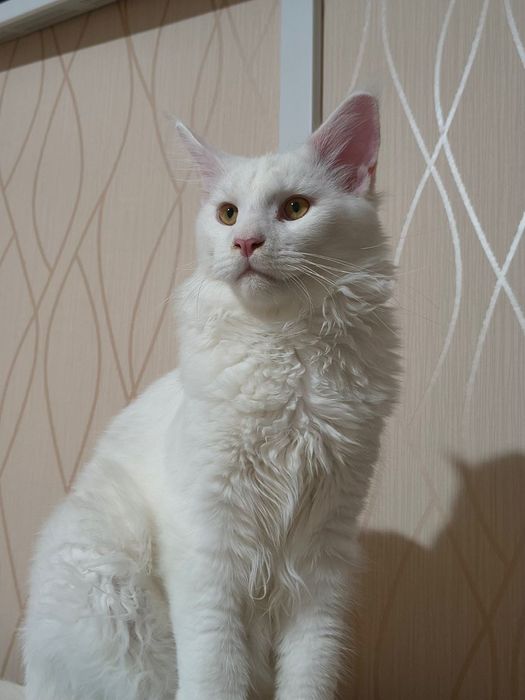 Продавам бял Мейн Куун, 10 месеца