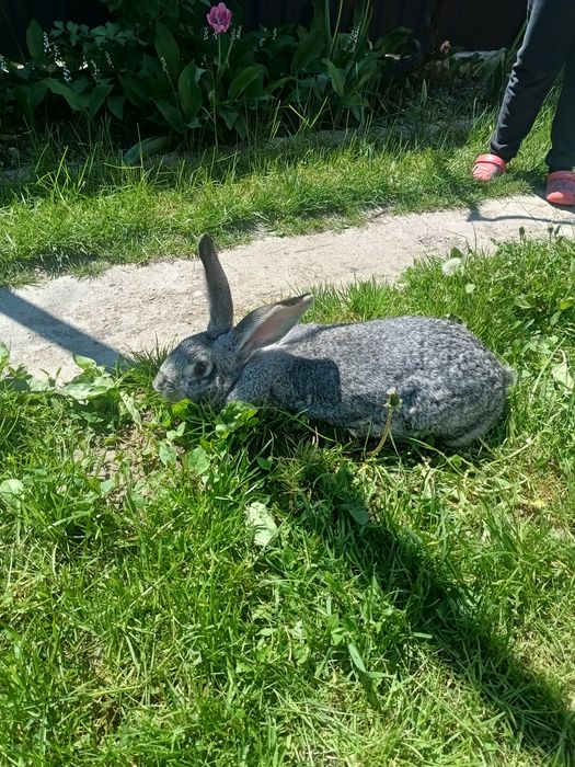 Iepuroaice de 1 an și 2 luni