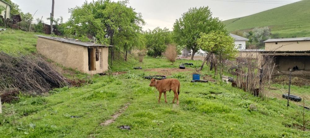 Uy sotiladi Krasnigoʻrskga yaqin joyda