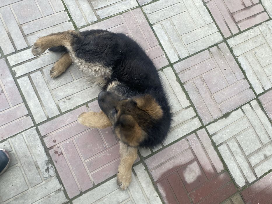 Продам немецкую овчарку