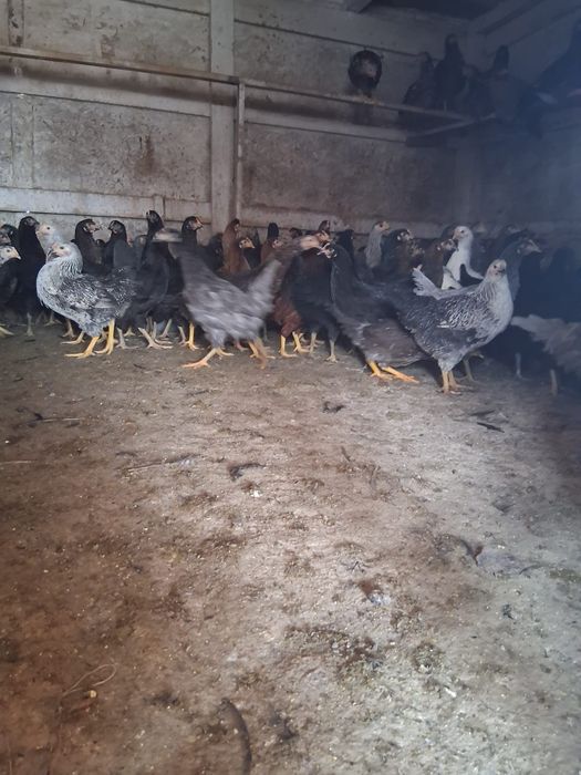 Rățuște și puice de vânzare