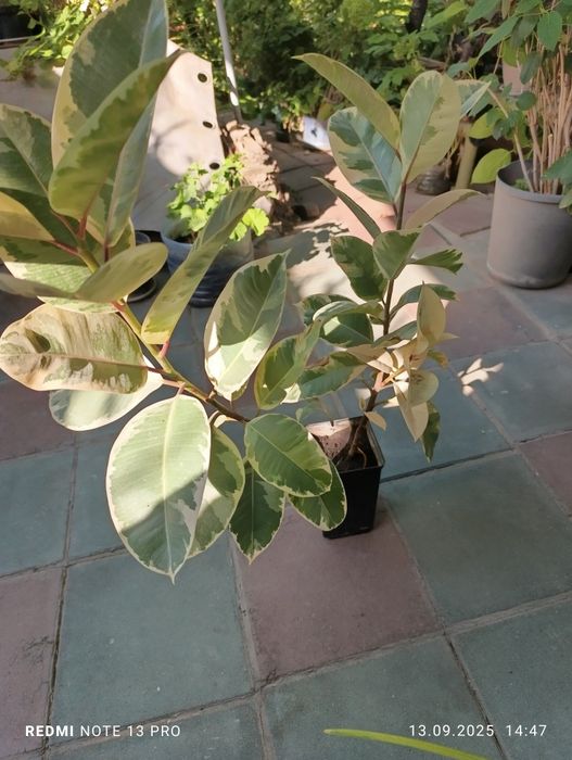 Продам комнатные цветы