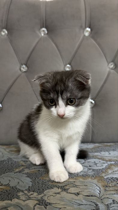Вислоухий котенок